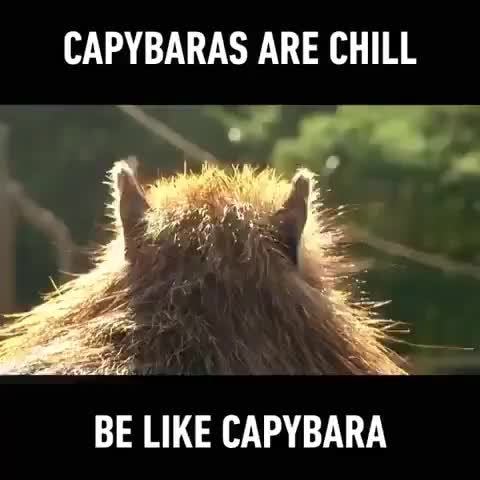 Capybara Alligator Meme