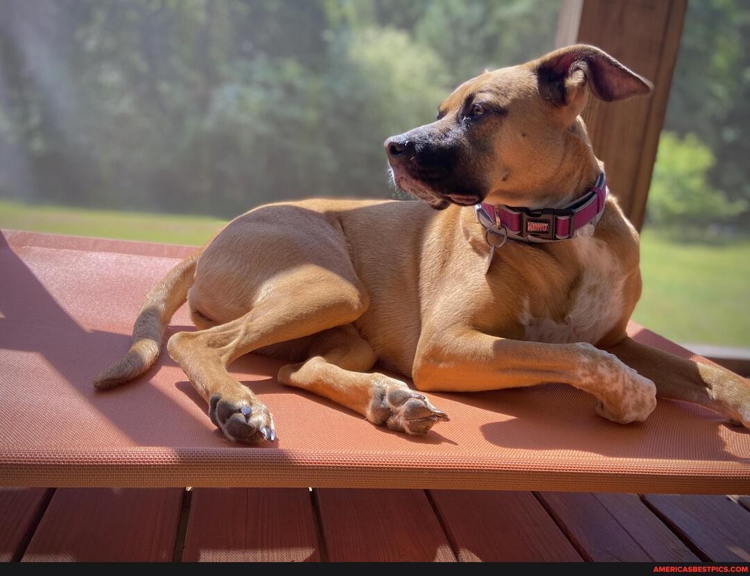 majestic, black, mouth, cur, porch, perch