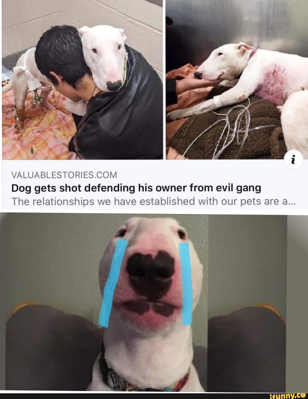 VALUABLESTORIES.COM
Dog gets shot defending his owner from evil gang
The relationships we have established with our pets are a...