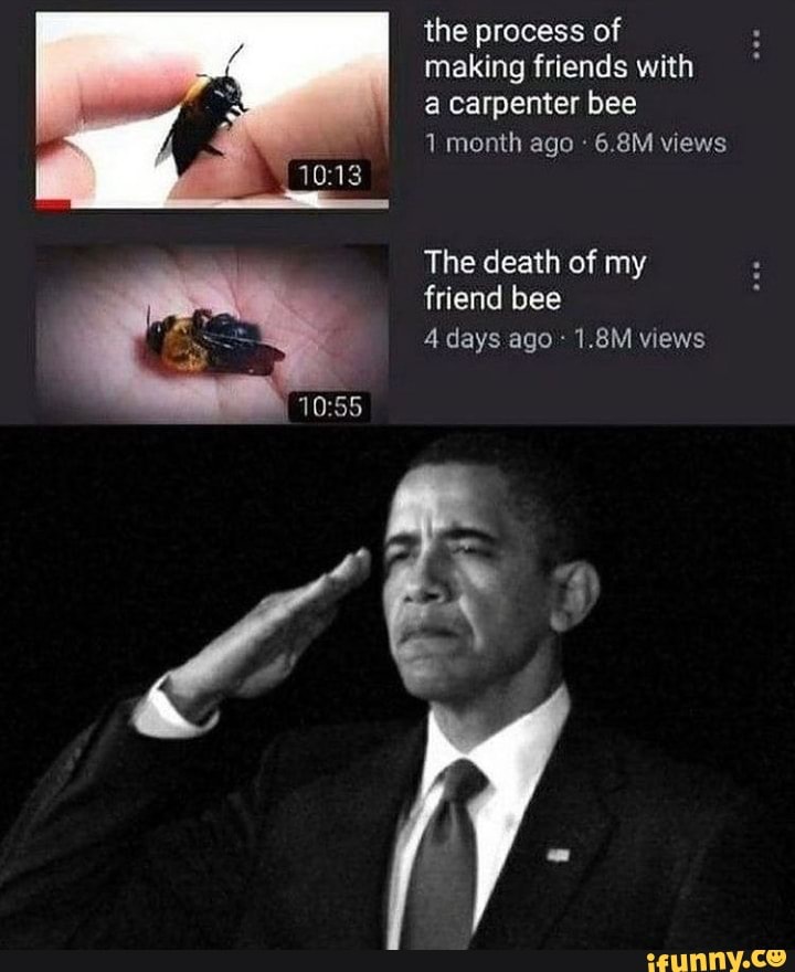 the process of making friends with
a carpenter bee
1 month ago 6.8M views
The death of my friend bee
4 days ago 1.8M views