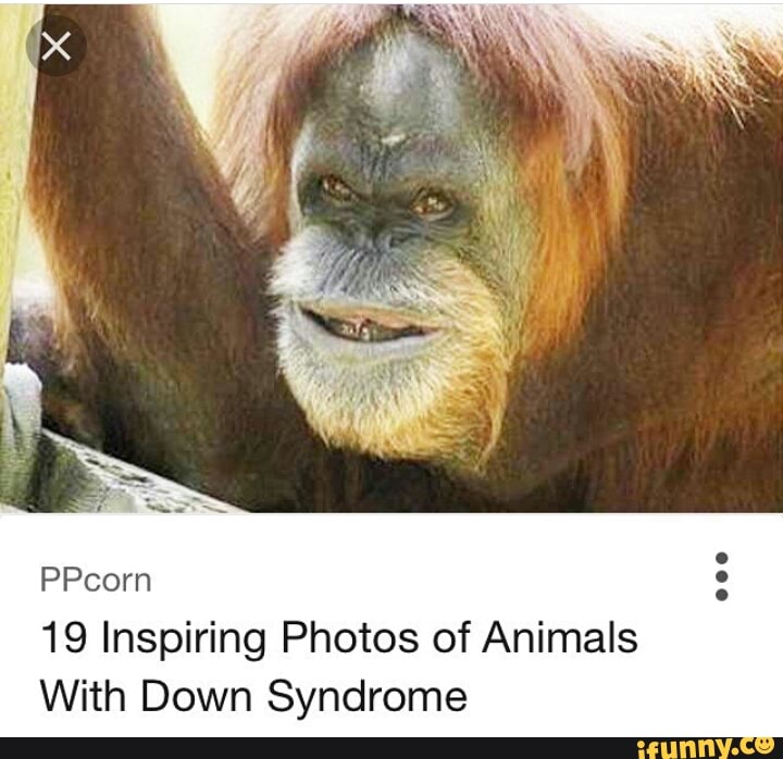 Ppcorn 19 Inspiring Photos Of Animals With Down Syndrome Ifunny