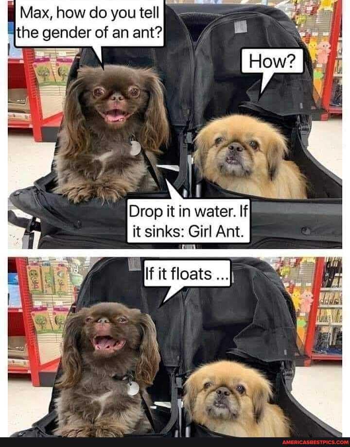 Max, how do you tell
the gender of an ant?
Drop it in water. If
Drop
it sinks: Girl Ant.