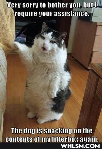 ery sorry to hother you, butl! require your assistance.