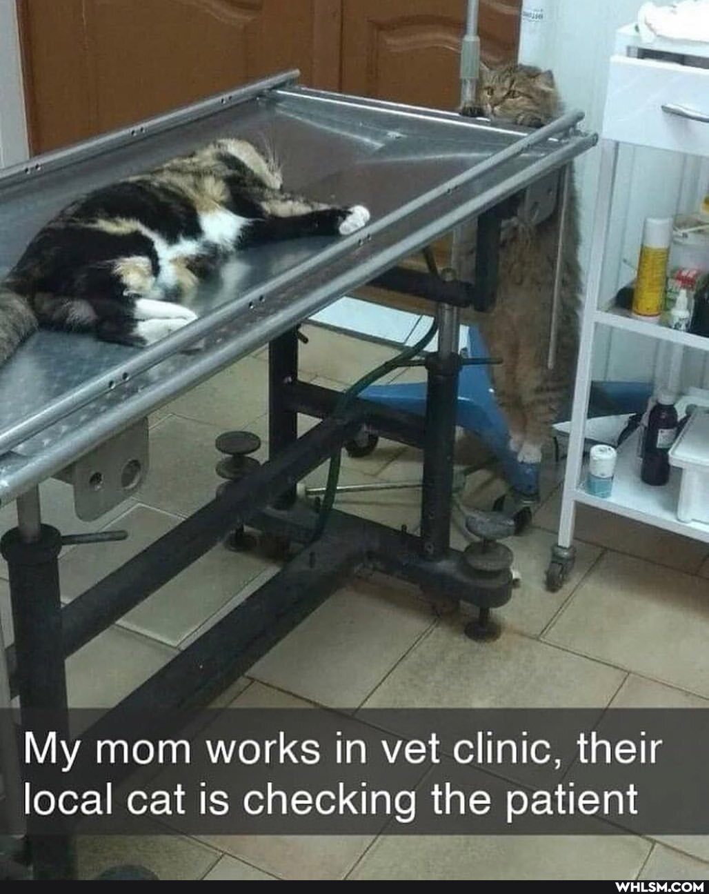 AN
My mom works in vet clinic, their local cat is checking the patient