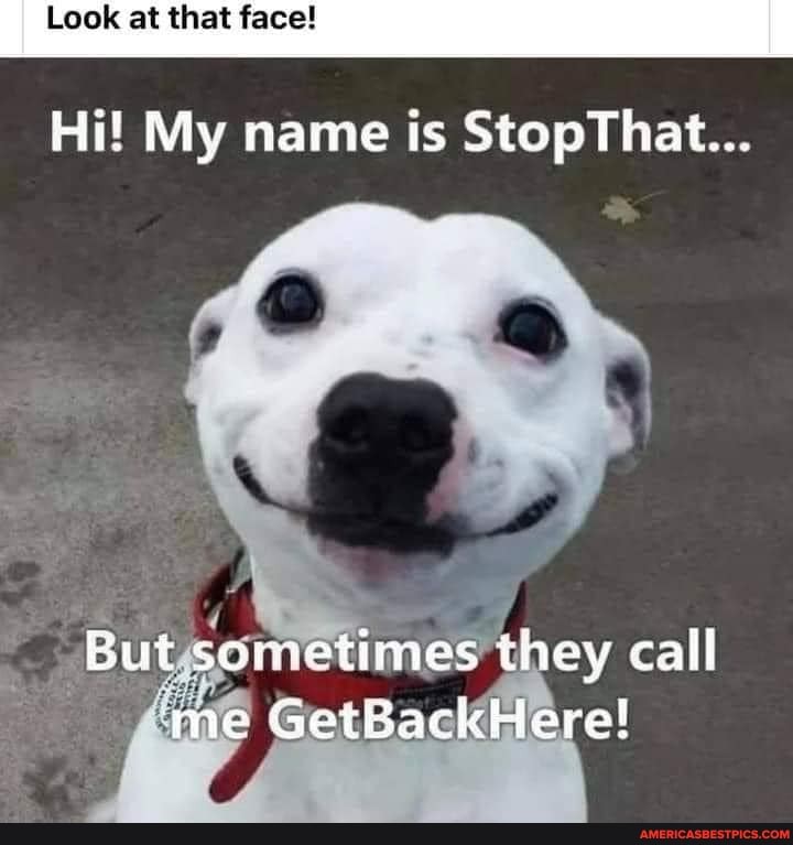 Look at that face}
Hi! My name is StopThat...
But sometimes they call me GetBackHere!
