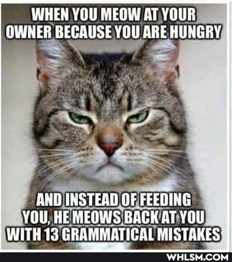 WHEN YOU MEOW AT YOUR OWNER BECAUSE YOU ARE HUNGRY
AND INSTEAD OF FEEDING YOU. HE MEOWS BACK AT YOU WITH 13 GRAMMATICOL MISTRHES