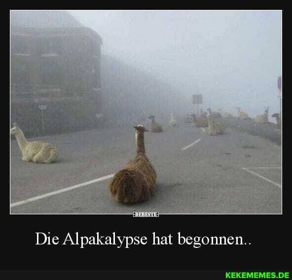 Die Alpakalypse hat begonnen...
