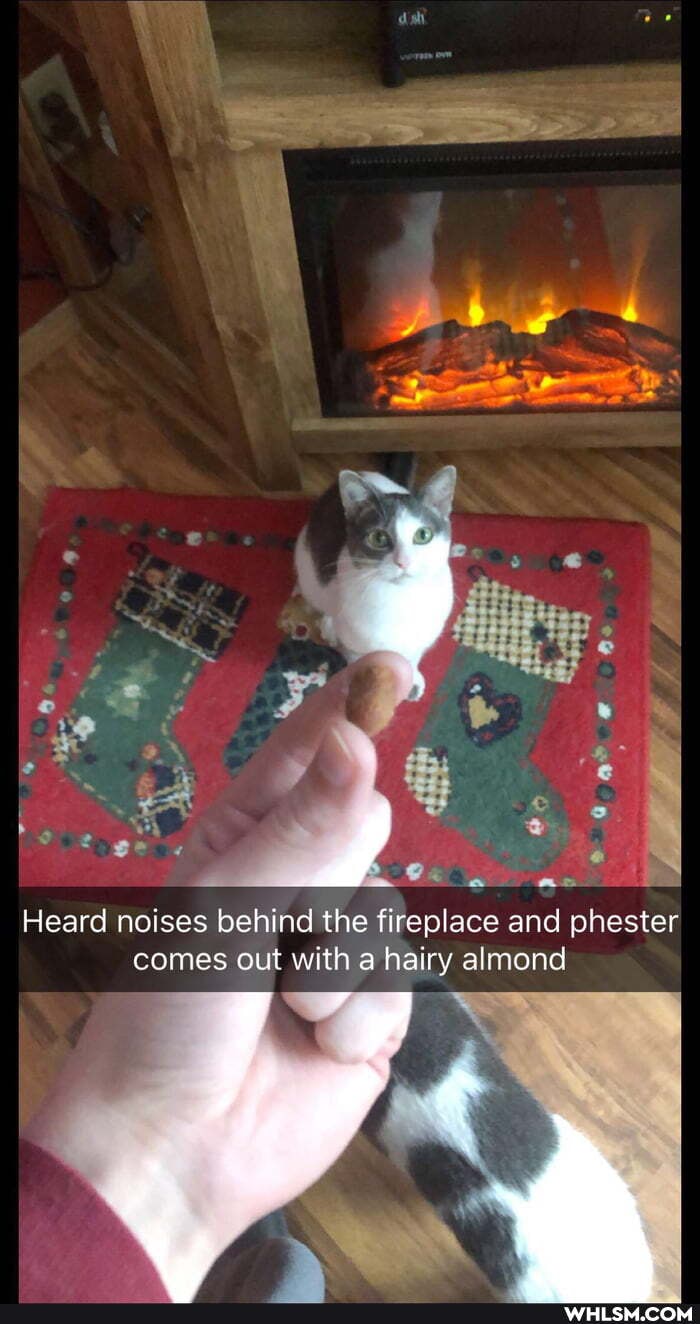 an
Heard noises behind the fireplace and phester comes out with a hairy almond
