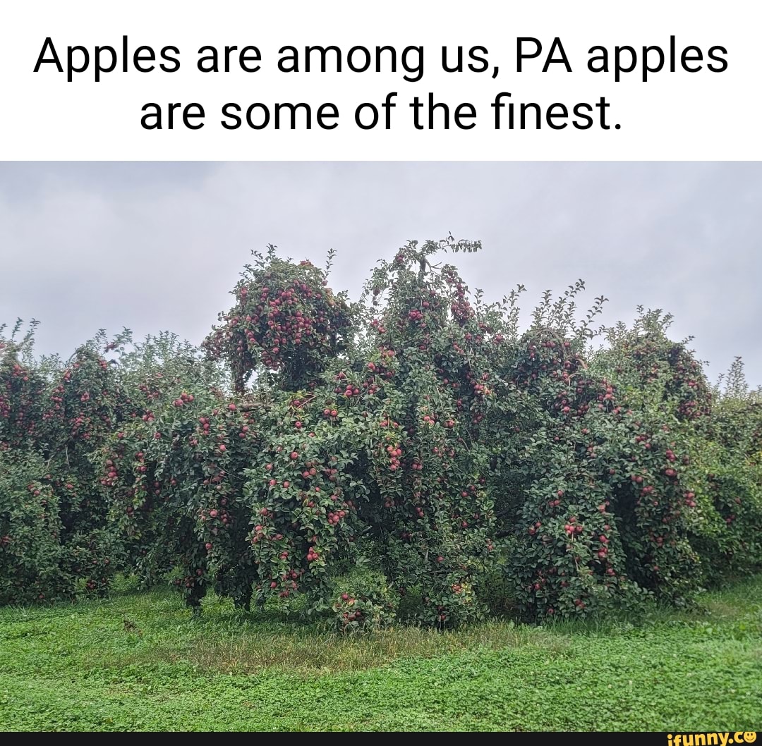 Apples are among us, PA apples are some of the finest. iFunny