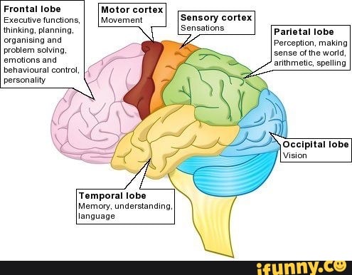 Frontal lobe Executive functions, thinking, planning, organising and ...