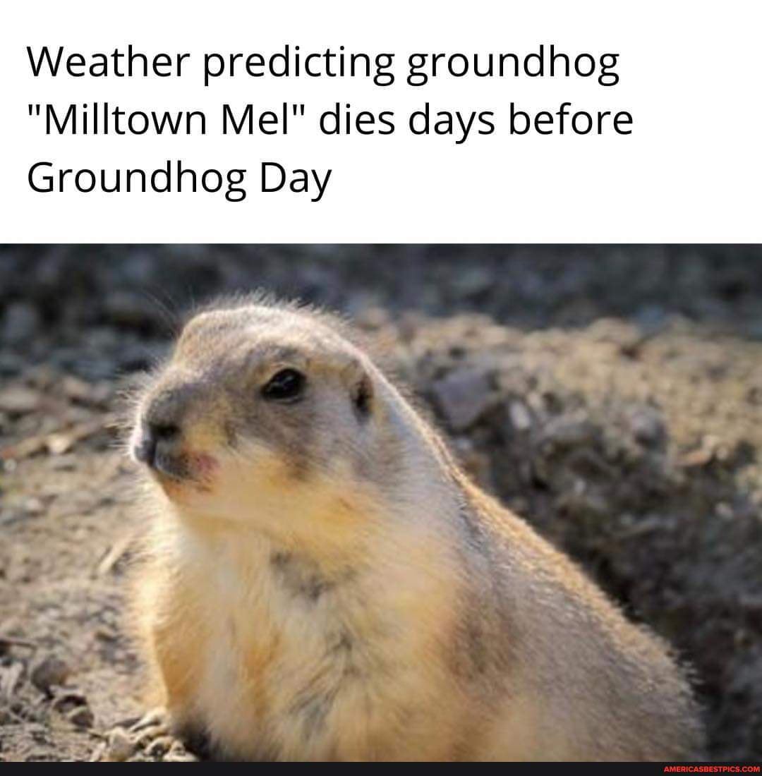 Weather Predicting Groundhog Milltown Mel Dies Days Before Groundhog