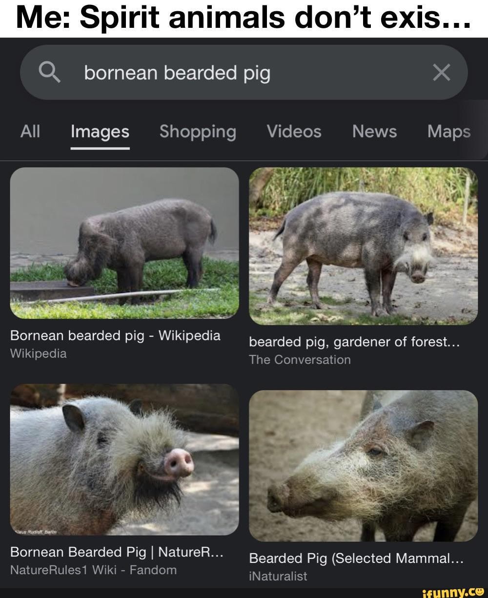 Me: Spirit animals don't exis... Qbornean bearded pig All Images Shopping  Videos News Maps bearded