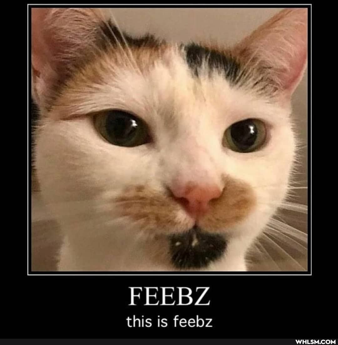 FEEBZ
this is feebz