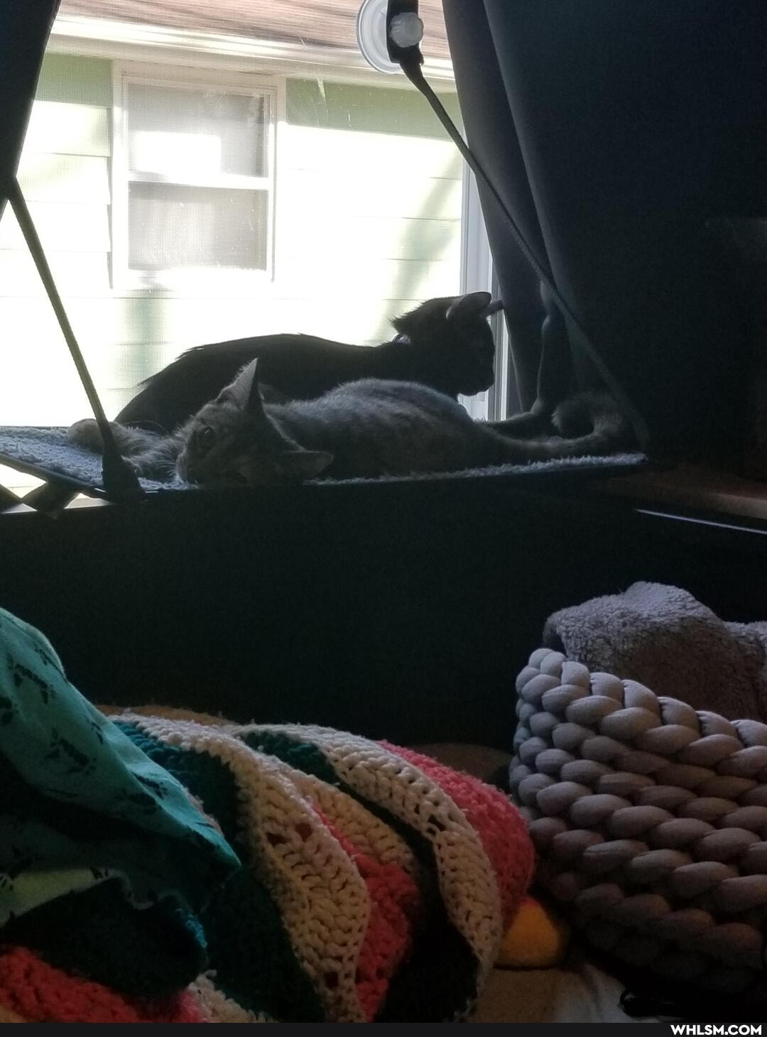 cat, aww, kittens