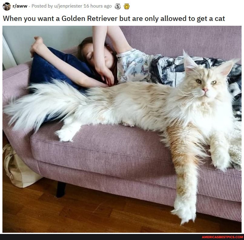 Posted by 16 hours ago
When you want a Golden Retriever but are only allowed to get cat
wed to get a cat