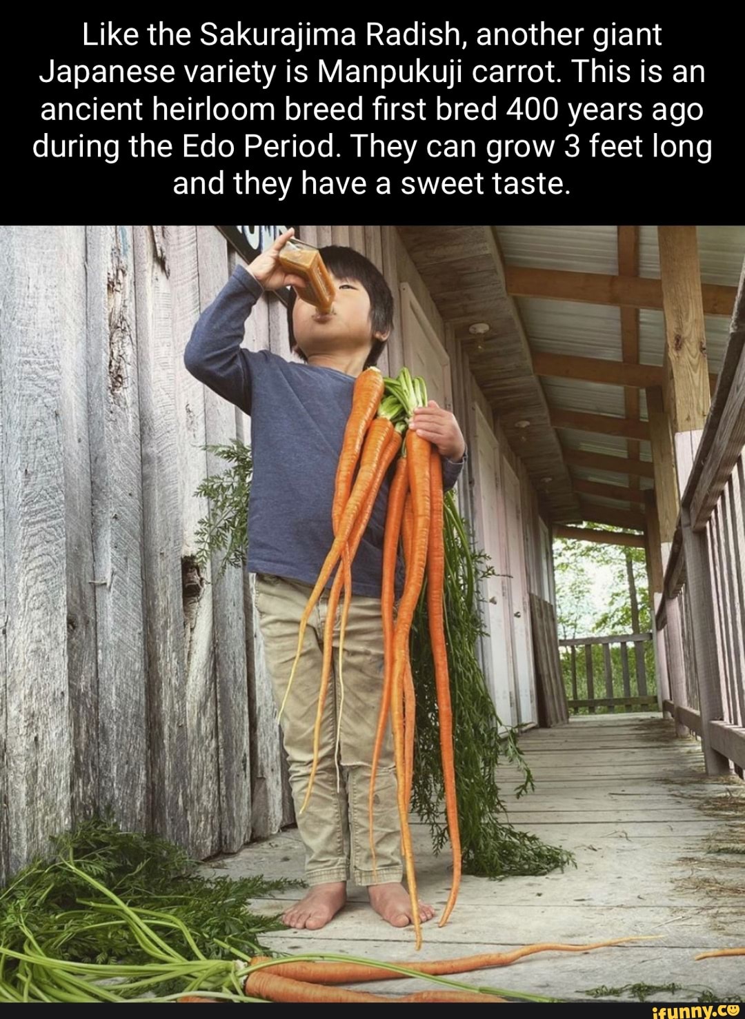 Like the Sakurajima Radish, another giant Japanese variety is Manpukuji