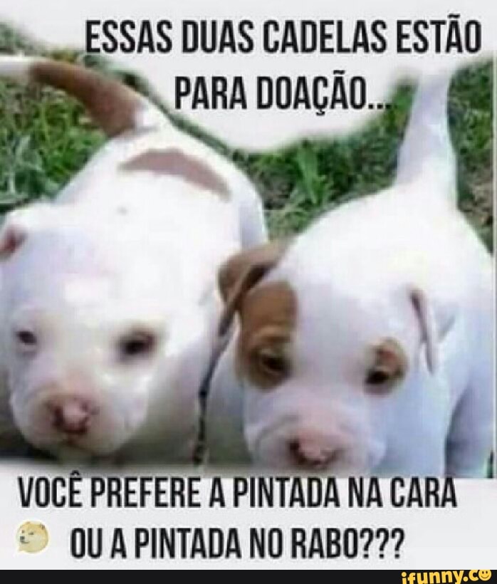 SSAS DUAS CADELAS ESTÃO
"QUA PINTADA NO RABO???