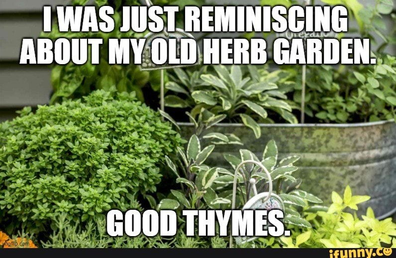 WAS JUST REMINISCING ABOUT MY OLD HERB GARDEN. GOOD THYMES. seo.title