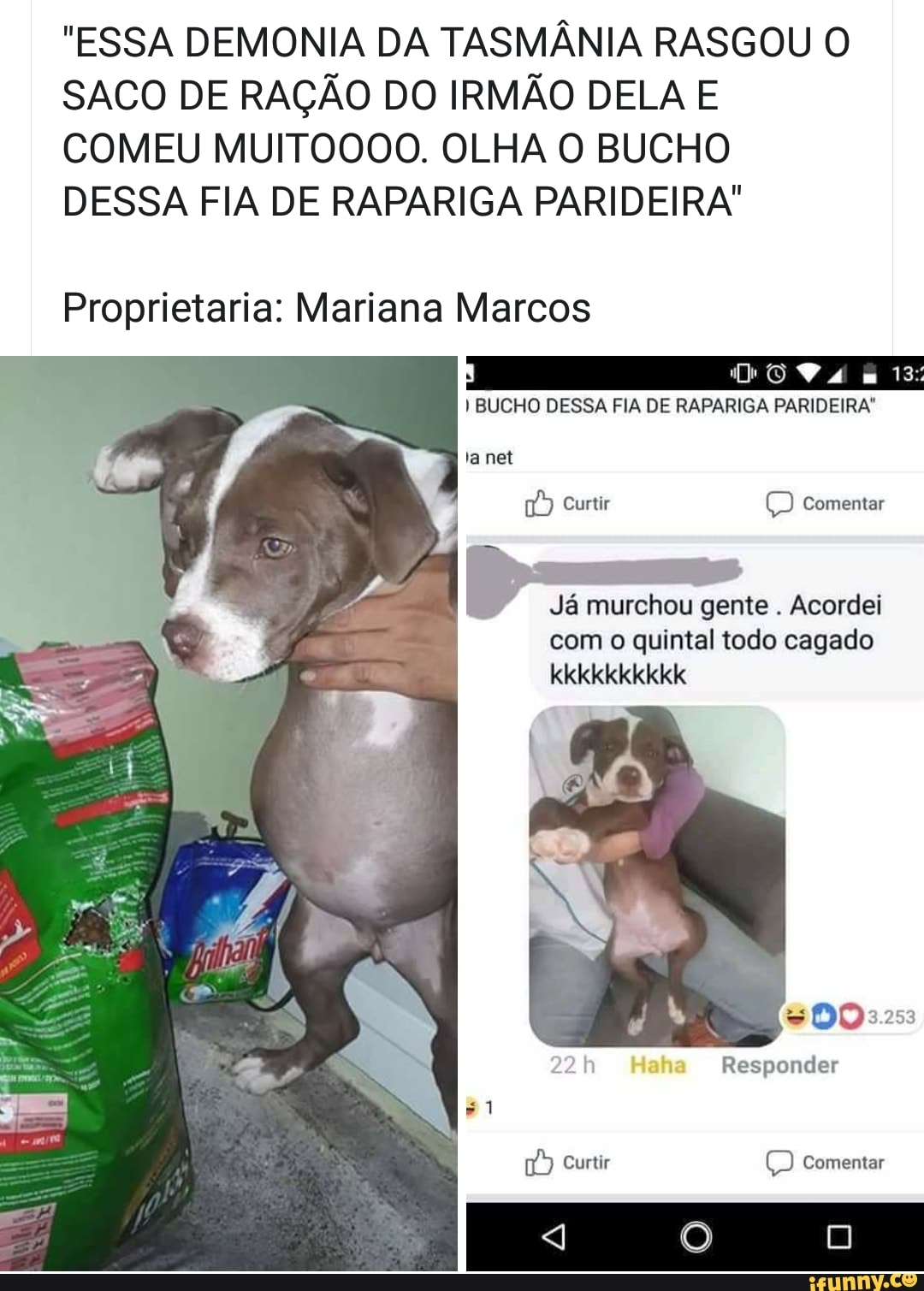 "ESSA DEMONIA DA TASMÂNIA RASGOU O
SACO DE RAÇÃO DO IRMÃO DELA E
COMEU MUITOOO0. OLHA O BUCHO
DESSA FIA DE RAPARIGA PARIDEIRA"
Proprietaria: Mariana Marcos
B
Já murchou gente
Acordei
com o quintal todo cagado
AUTOS