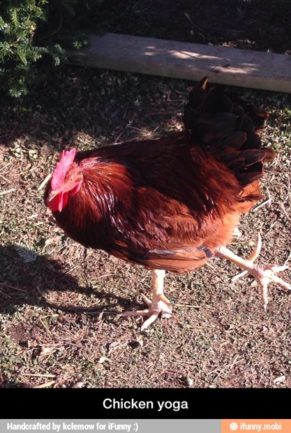 Chicken yoga - Chicken yoga