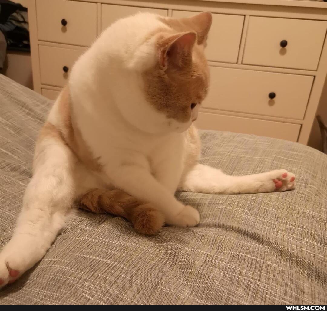 cats, pets, beautiful