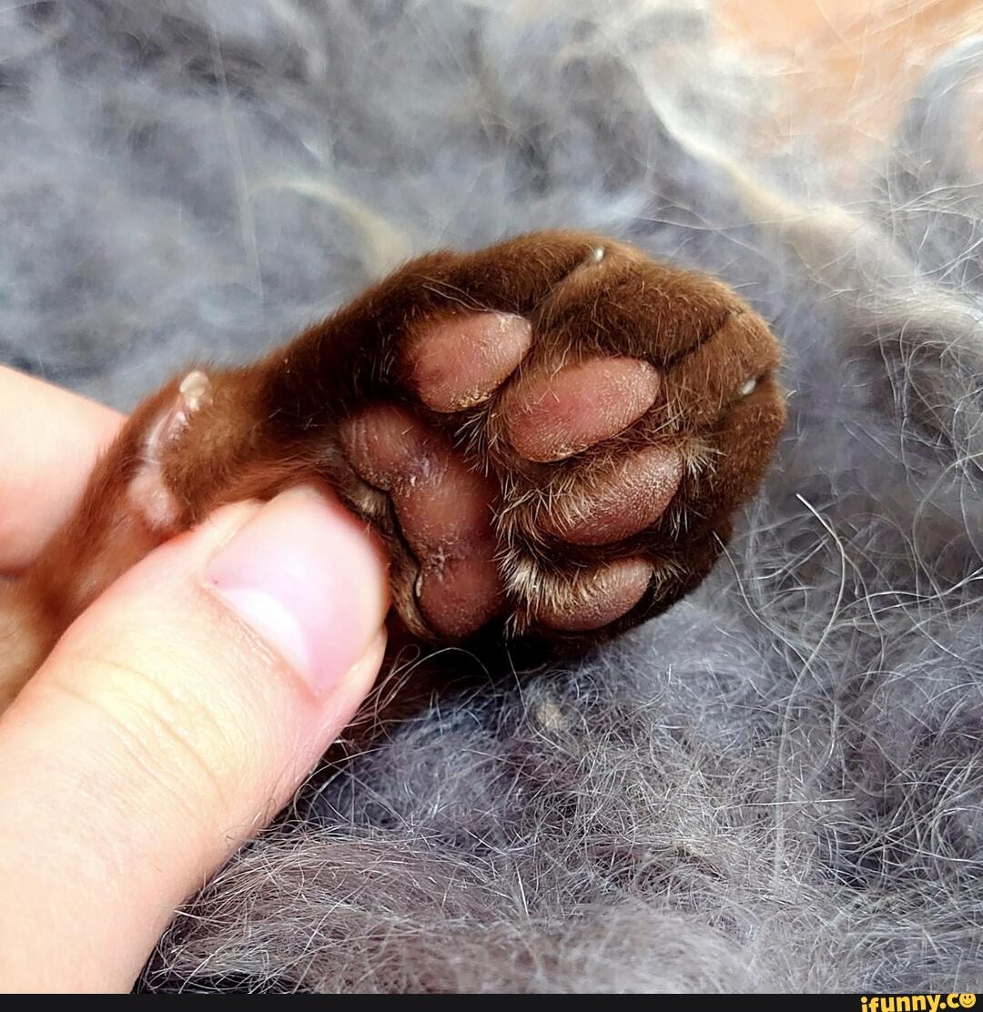 beautiful, beans, hannibal