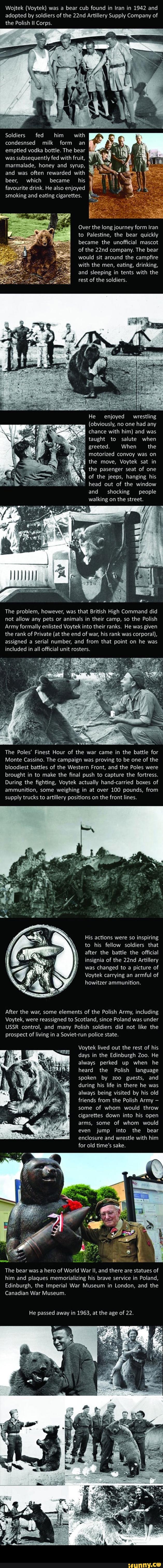 Wojtek (Voytek) was a bear cub found in Iran in 1942 and
adopted by soldiers oi the 22nd Artillery Supply Company of
the Polish II Corps.
Soldiers fed him with
condesnsed milk form an
emptied vodka bottle. The bear
wassubsequentlyfedwithfruit, '“
marmalade, honey and syrup,
and was often rewarded with
beer, which became his
favourite drink. He also enjoyed
smoking and eating Cigarettes.
Over the long journey form Iran
to Palestine, the bear quickly
became the unofficial mascot
of the 22nd company. The bear
would sit around the campfire
with the men, eating, drinking,
and sleeping in tents with the
of the -