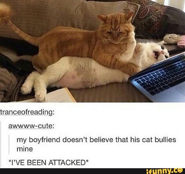 tranceofreading:
awwww-cute:
my boyfriend doesn't believe that his cat bullies mine
"VE BEEN ATTACKED"