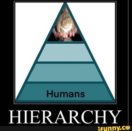 Humans
HIERARCHY