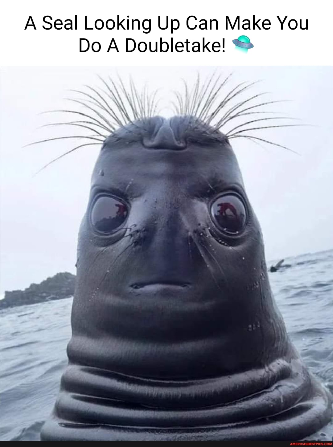 A Seal Looking Up Can Make You
Do A Doubletake!
Wy/,