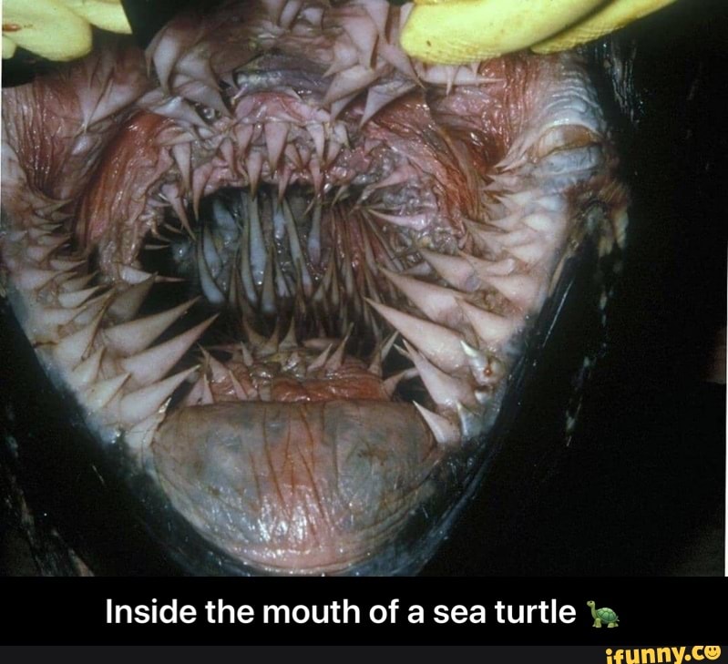 Inside the mouth of a sea turtle a - Inside the mouth of a sea turtle 🐢