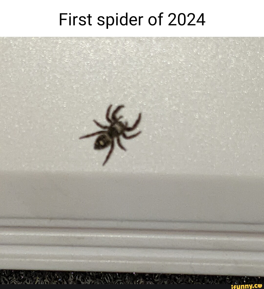 First Spider Of 2024 IFunny   B7192260a143a787975f25cd724ef749477535213220e843d6e90bd0f2c51c60 1 