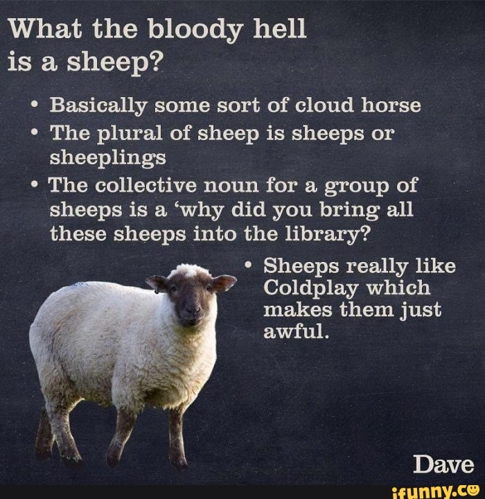 Sheep plural. Facts about Sheep. Angry Sheep. Sheep in plural.