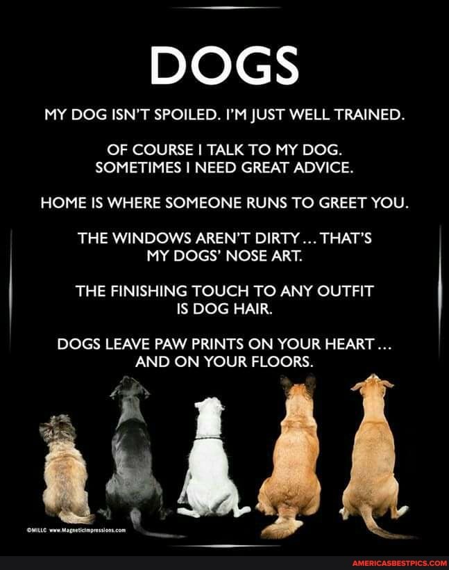 DOGS
MY DOG ISN'T SPOILED. I'M JUST WELL TRAINED.
OF COURSE I TALK TO MY DOG.
SOMETIMES I NEED GREAT ADVICE.
HOME IS WHERE SOMEONE RUNS TO GREET YOU.
THE WINDOWS AR DIRTY THAT'S MY DOGS' NOSE ART.
THE FINISHING TOUCH TO ANY OUTFIT IS DOG HAIR.
DOGS LEAVE PAW PRINTS ON YOUR HEART...
AND ON YOUR FLOORS.
weealgattcinprsion com