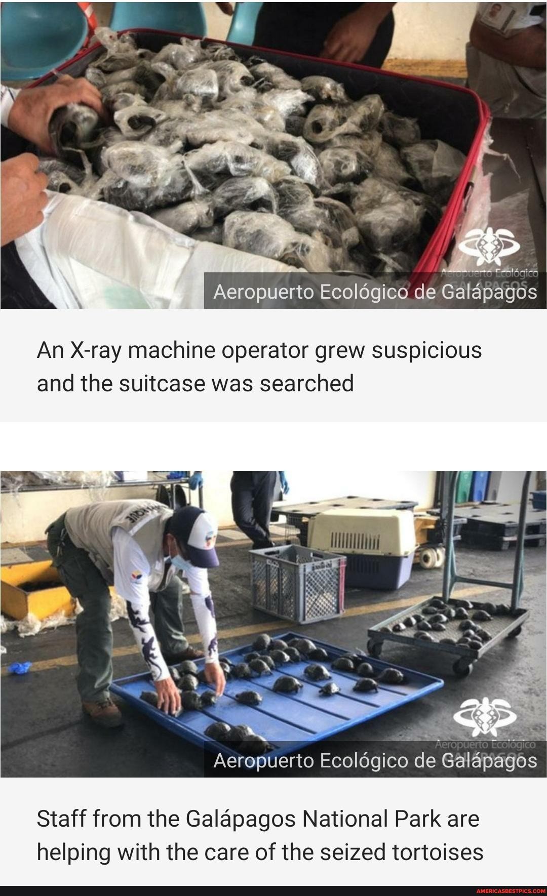 Aeropuerto Ecoldgico de Galapagos
An X-ray machine operator grew suspicious and the suitcase was searched
Aeropuerto Ecoldgico de Galapagos
Staff from the Galapagos National Park are
helping with the care of the seized tortoises