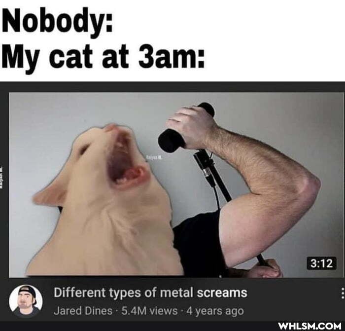 Nobody:
My cat at
gy Different Sifferent nt types of metal screams
ARA