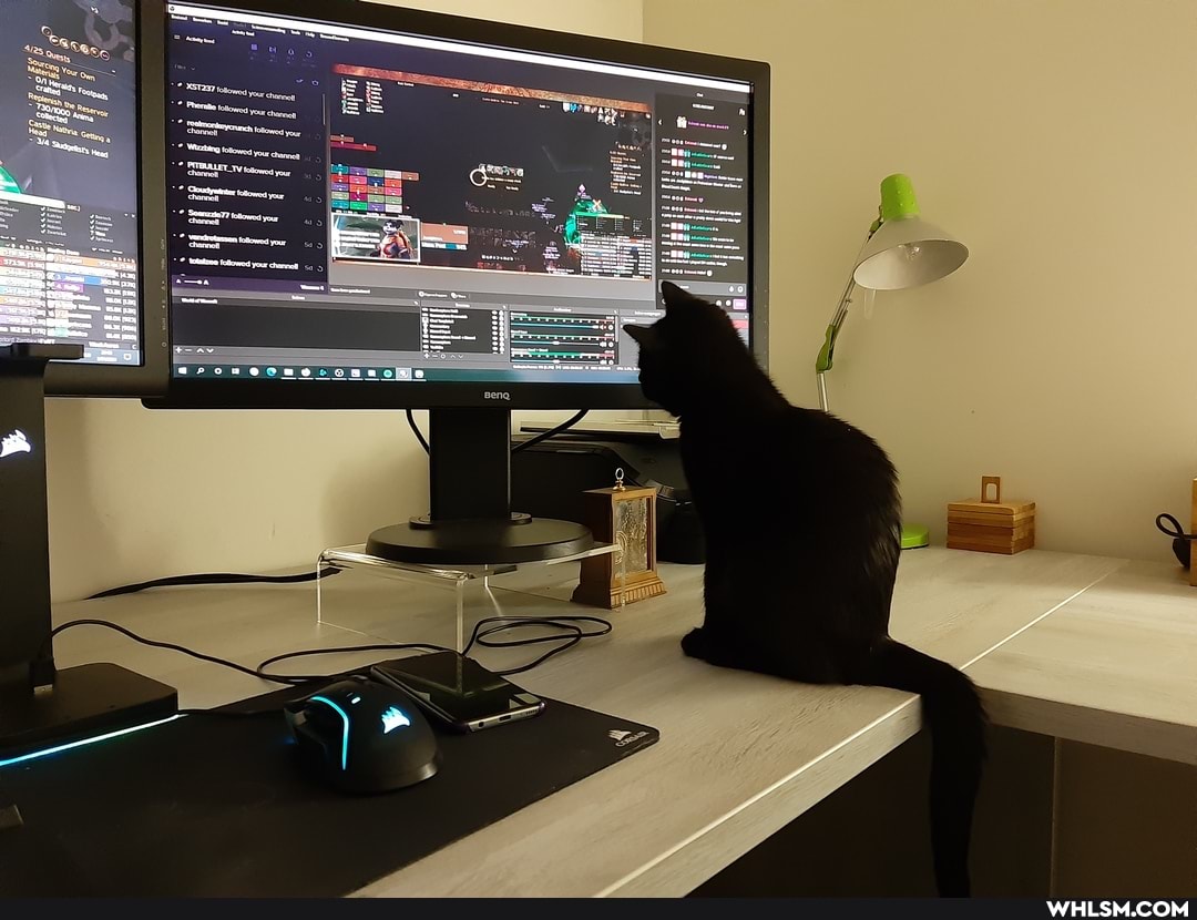 cats