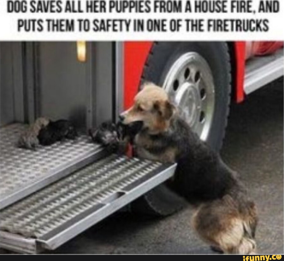 DOG SAVES ALL HER PUPPIES FROM A HOUSE FIRE, AND PUTS THEM TO SAFETY IN ...