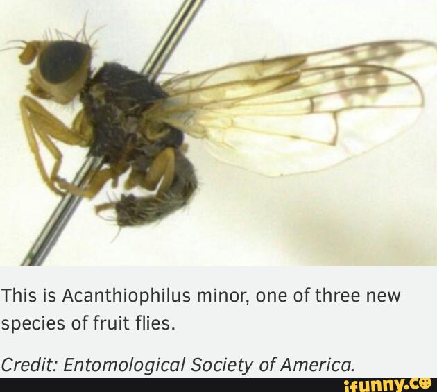 This is Acanthiophilus minor, one of three new
species of fruit flies.
Credit: Entomological Society ofAmerica.