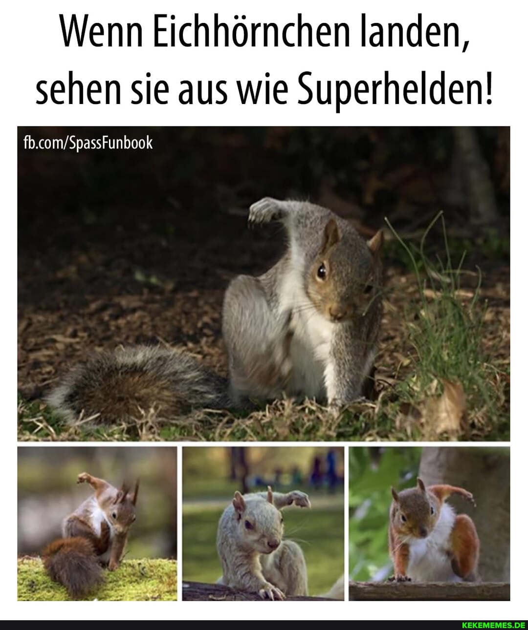 Wenn Eichhörnchen landen, sehen sie aus wie Superhelden!