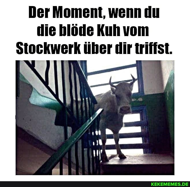 Der Moment, wenn du die blöde Kuh vom
Stockwerk über dir triffst.