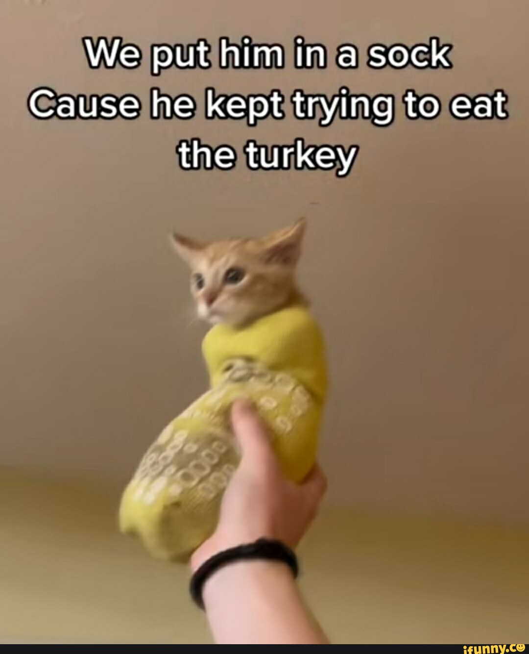 we-put-him-in-a-sock-cause-he-kept-trying-to-eat-the-turkey-ifunny