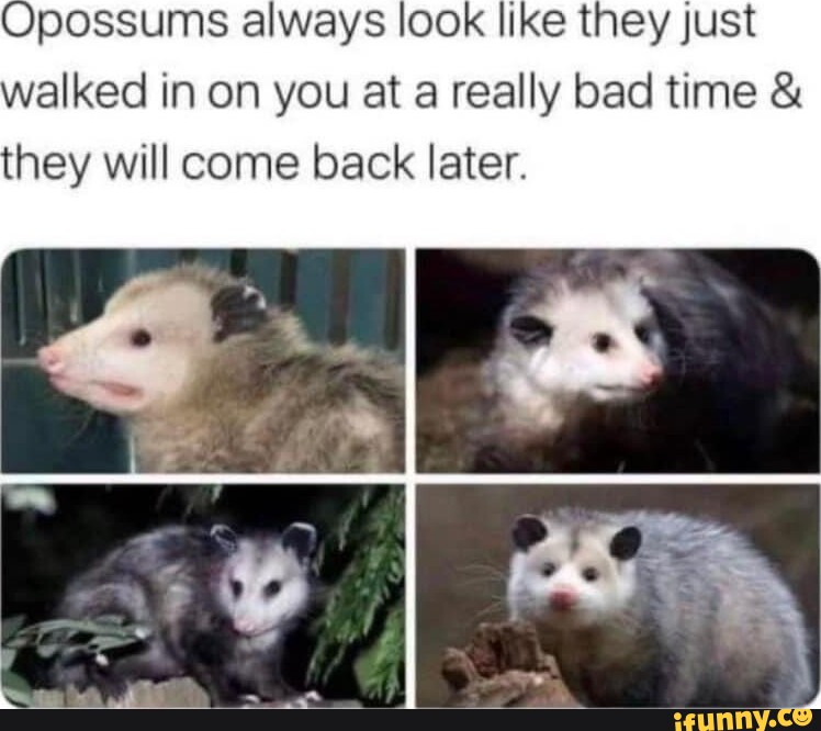 Opossums always look like they just walked in on you at a really bad ...