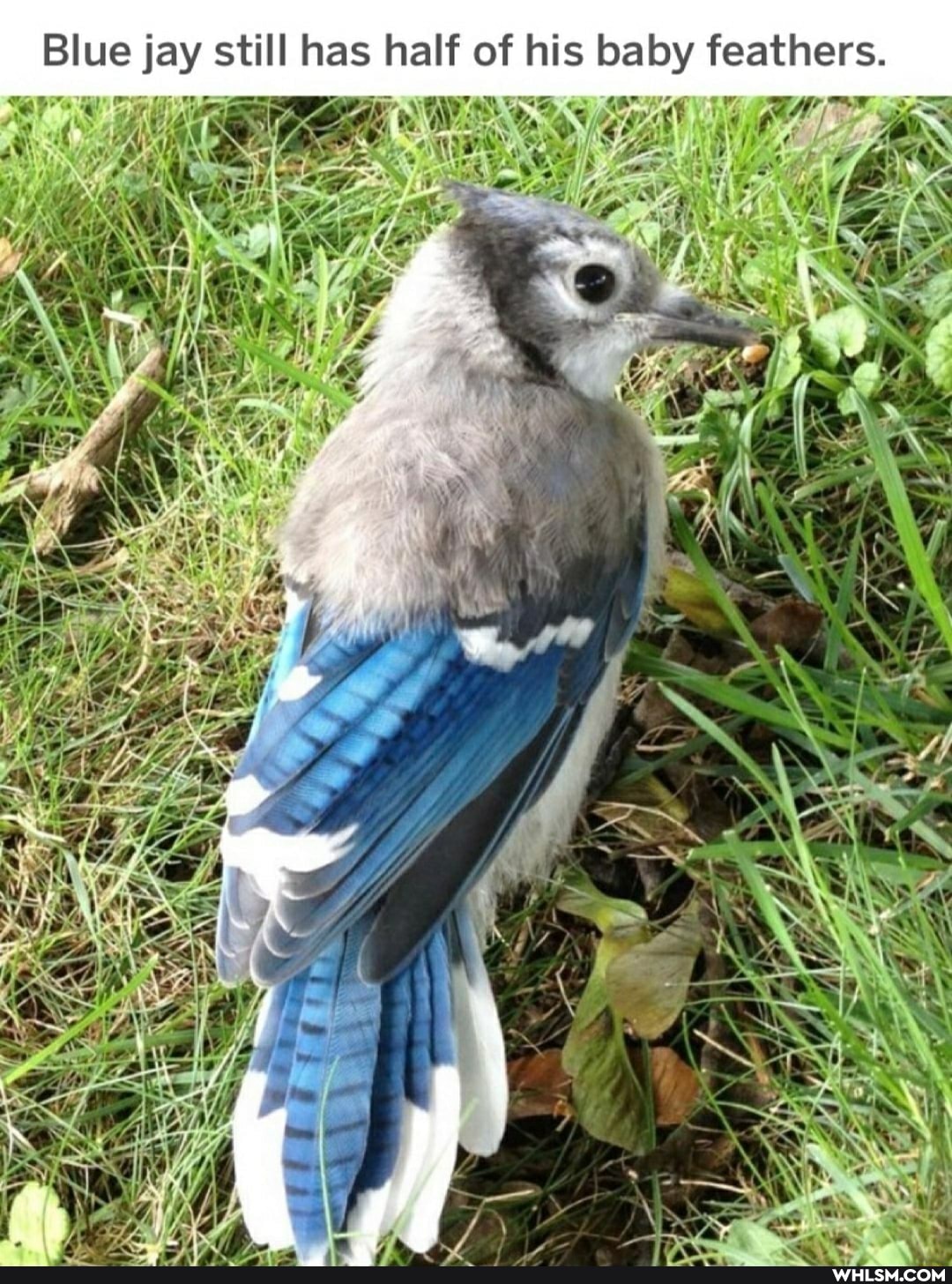 Blue jay still has half of his baby feathers.