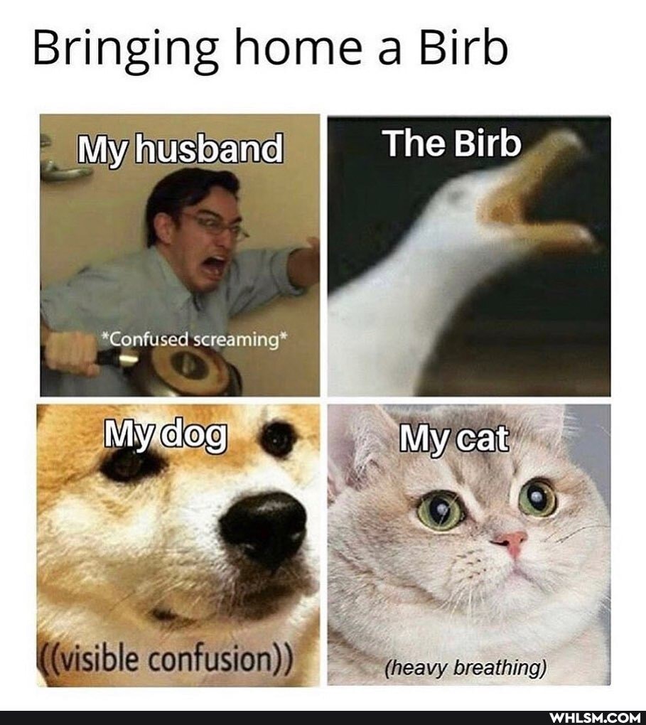 Bringing home a Birb
My husband The Birb
*Confused
((visible confusion))
breathing)