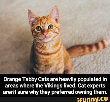 Orange Tabby Cat Memes orange-tabby-cat-memes
