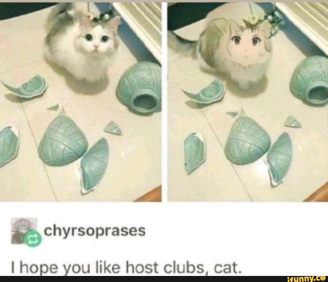 chyrsoprases
I hope you like host clubs, cat.