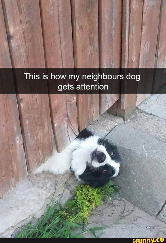 This is how my neighbours dog gets attention