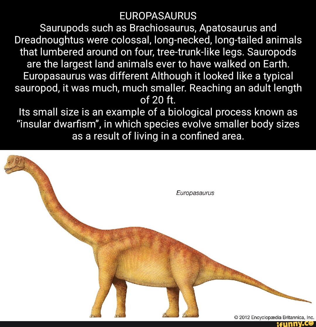 EUROPASAURUS Saurupods Such As Brachiosaurus, Apatosaurus And ...