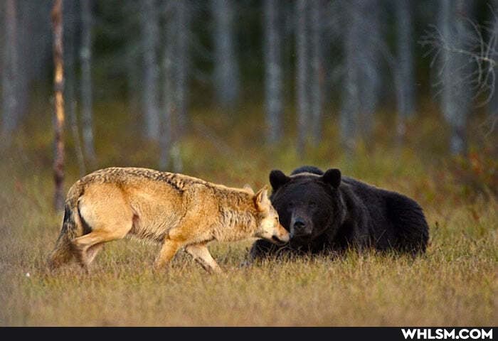 nature, wolf, wildlife, bear